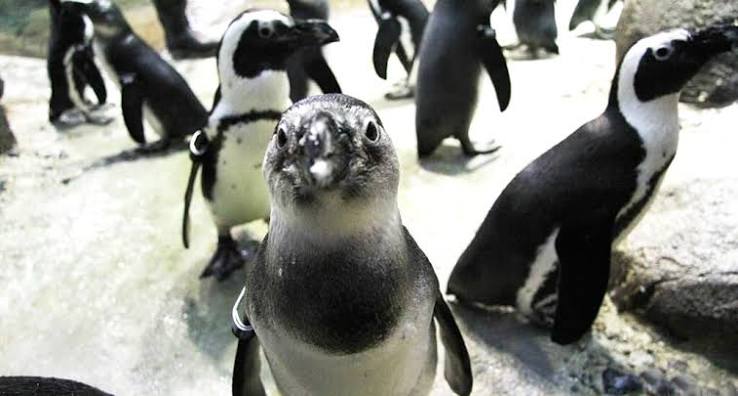 Lot 105: Wild Times at the Minnesota Zoo!